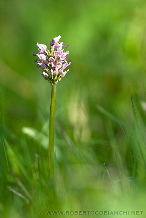 Orchis simia